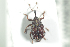  ( - NOCOL707)  @13 [ ] CreativeCommons - Attribution Non-Commercial Share-Alike (2016) Arnstein Staverlokk Norwegian Institute of Nature Research