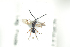  ( - HYMNI1824)  @12 [ ] CreativeCommons - Attribution Non-Commercial Share-Alike (2016) Arnstein Staverlokk Norwegian Institute of Nature Research