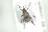 ( - NOCOL712)  @12 [ ] CreativeCommons - Attribution Non-Commercial Share-Alike (2016) Arnstein Staverlokk Norwegian Institute of Nature Research