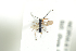  ( - HYMNI1825)  @12 [ ] CreativeCommons - Attribution Non-Commercial Share-Alike (2016) Arnstein Staverlokk Norwegian Institute of Nature Research