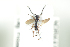  ( - HYMNI1826)  @12 [ ] CreativeCommons - Attribution Non-Commercial Share-Alike (2016) Arnstein Staverlokk Norwegian Institute of Nature Research