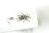  ( - NOCOL751)  @13 [ ] CreativeCommons - Attribution Non-Commercial Share-Alike (2016) Arnstein Staverlokk Norwegian Institute of Nature Research