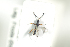  ( - HYMNI1831)  @11 [ ] CreativeCommons - Attribution Non-Commercial Share-Alike (2016) Arnstein Staverlokk Norwegian Institute of Nature Research
