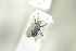  (Pachyrhinus lethierryi - NOCOL781)  @13 [ ] CreativeCommons - Attribution Non-Commercial Share-Alike (2016) Arnstein Staverlokk Norwegian Institute of Nature Research