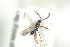  ( - HYMNI1832)  @11 [ ] CreativeCommons - Attribution Non-Commercial Share-Alike (2016) Arnstein Staverlokk Norwegian Institute of Nature Research