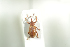  (Dorytomus tortrix - NOCOL853)  @13 [ ] CreativeCommons - Attribution Non-Commercial Share-Alike (2016) Arnstein Staverlokk Norwegian Institute of Nature Research