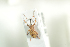  (Dorytomus filirostris - NOCOL854)  @11 [ ] CreativeCommons - Attribution Non-Commercial Share-Alike (2016) Arnstein Staverlokk Norwegian Institute of Nature Research