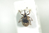  (Stereonychus fraxini - NOCOL901)  @13 [ ] CreativeCommons - Attribution Non-Commercial Share-Alike (2016) Arnstein Staverlokk Norwegian Institute of Nature Research