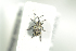  ( - NOCOL910)  @12 [ ] CreativeCommons - Attribution Non-Commercial Share-Alike (2016) Arnstein Staverlokk Norwegian Institute of Nature Research