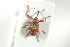  (Anthonomus bituberculatus - NOCOL916)  @13 [ ] CreativeCommons - Attribution Non-Commercial Share-Alike (2016) Arnstein Staverlokk Norwegian Institute of Nature Research