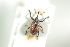  ( - NOCOL918)  @12 [ ] CreativeCommons - Attribution Non-Commercial Share-Alike (2016) Arnstein Staverlokk Norwegian Institute of Nature Research