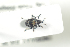  ( - NOCOL940)  @13 [ ] CreativeCommons - Attribution Non-Commercial Share-Alike (2016) Arnstein Staverlokk Norwegian Institute of Nature Research