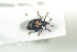  (Tachyerges rufitarsis - NOCOL944)  @12 [ ] CreativeCommons - Attribution Non-Commercial Share-Alike (2016) Arnstein Staverlokk Norwegian Institute of Nature Research
