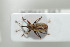  (Dorytomus taeniatus - NOCOL437)  @13 [ ] CreativeCommons - Attribution Non-Commercial Share-Alike (2016) Arnstein Staverlokk Norwegian Institute of Nature Research