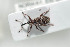  ( - NOCOL438)  @12 [ ] CreativeCommons - Attribution Non-Commercial Share-Alike (2016) Arnstein Staverlokk Norwegian Institute of Nature Research