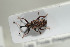  ( - NOCOL440)  @12 [ ] CreativeCommons - Attribution Non-Commercial Share-Alike (2016) Arnstein Staverlokk Norwegian Institute of Nature Research