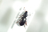  ( - NOCOL967)  @12 [ ] CreativeCommons - Attribution Non-Commercial Share-Alike (2016) Arnstein Staverlokk Norwegian Institute of Nature Research