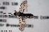  (Cyclolabus dubiosus - HYMNI2918)  @11 [ ] Creative Commons  Attribution Non-Commercial Share-Alike (2022) NTNU University Museum, Department of Natural History NTNU University Museum, Department of Natural History