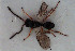  (Ismarus longicornis - HYMNI2987)  @11 [ ] Creative Commons  Attribution Non-Commercial Share-Alike (2022) NTNU University Museum, Department of Natural History NTNU University Museum, Department of Natural History