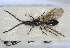  (Psilus filicornis - HYMNI 2814)  @11 [ ] Creative Commons  Attribution Non-Commercial Share-Alike (2021) Frode Ødegaard NTNU University Museum, Department of Natural History