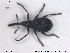  (Cyanapion afer - NOCOL1315)  @11 [ ] Creative Commons  Attribution Non-Commercial Share-Alike (2019) NTNU University Museum, Department of Natural History NTNU University Museum, Department of Natural History