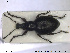  ( - NOCOL1370)  @11 [ ] CreativeCommons - Attribution Share-Alike (2019) NTNU University Museum, Department of Natural History NTNU University Museum, Department of Natural History