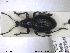  ( - NOCOL1371)  @11 [ ] CreativeCommons - Attribution Share-Alike (2019) NTNU University Museum, Department of Natural History NTNU University Museum, Department of Natural History