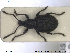  ( - NOCOL1377)  @11 [ ] CreativeCommons - Attribution Share-Alike (2019) NTNU University Museum, Department of Natural History NTNU University Museum, Department of Natural History