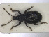  ( - NOCOL1386)  @11 [ ] CreativeCommons - Attribution Share-Alike (2019) NTNU University Museum, Department of Natural History NTNU University Museum, Department of Natural History