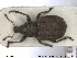  (Barynotus moerens - NOCOL1391)  @11 [ ] CreativeCommons - Attribution Share-Alike (2019) NTNU University Museum, Department of Natural History NTNU University Museum, Department of Natural History