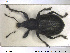 ( - NOCOL1392)  @11 [ ] CreativeCommons - Attribution Share-Alike (2019) NTNU University Museum, Department of Natural History NTNU University Museum, Department of Natural History