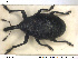  ( - NOCOL1406)  @11 [ ] CreativeCommons - Attribution Share-Alike (2019) NTNU University Museum, Department of Natural History NTNU University Museum, Department of Natural History
