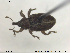  ( - NOCOL1418)  @11 [ ] CreativeCommons - Attribution Share-Alike (2019) NTNU University Museum, Department of Natural History NTNU University Museum, Department of Natural History