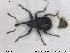  (Anthonomus brunnipennis - NOCOL1420)  @11 [ ] CreativeCommons - Attribution Share-Alike (2019) NTNU University Museum, Department of Natural History NTNU University Museum, Department of Natural History