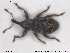  (Dorytomus salicis - NOCOL1426)  @11 [ ] CreativeCommons - Attribution Share-Alike (2019) NTNU University Museum, Department of Natural History NTNU University Museum, Department of Natural History