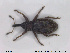  ( - NOCOL1427)  @11 [ ] CreativeCommons - Attribution Share-Alike (2019) NTNU University Museum, Department of Natural History NTNU University Museum, Department of Natural History
