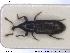  ( - NOCOL1428)  @11 [ ] CreativeCommons - Attribution Share-Alike (2019) NTNU University Museum, Department of Natural History NTNU University Museum, Department of Natural History