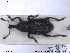  (Hylobius pinastri - NOCOL1438)  @11 [ ] CreativeCommons - Attribution Share-Alike (2019) NTNU University Museum, Department of Natural History NTNU University Museum, Department of Natural History