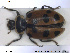  ( - NOCOL1579)  @11 [ ] CreativeCommons - Attribution Share-Alike (2019) NTNU University Museum, Department of Natural History NTNU University Museum, Department of Natural History