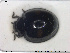  ( - NOCOL1588)  @11 [ ] CreativeCommons - Attribution Share-Alike (2019) NTNU University Museum, Department of Natural History NTNU University Museum, Department of Natural History