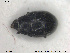  ( - NOCOL1599)  @11 [ ] CreativeCommons - Attribution Share-Alike (2019) NTNU University Museum, Department of Natural History NTNU University Museum, Department of Natural History