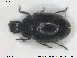  ( - NOCOL1600)  @11 [ ] CreativeCommons - Attribution Share-Alike (2019) NTNU University Museum, Department of Natural History NTNU University Museum, Department of Natural History