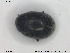  ( - NOCOL1601)  @11 [ ] CreativeCommons - Attribution Share-Alike (2019) NTNU University Museum, Department of Natural History NTNU University Museum, Department of Natural History