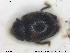  ( - NOCOL1621)  @11 [ ] CreativeCommons - Attribution Share-Alike (2019) NTNU University Museum, Department of Natural History NTNU University Museum, Department of Natural History
