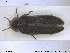  ( - NOCOL1647)  @11 [ ] CreativeCommons - Attribution Share-Alike (2019) NTNU University Museum, Department of Natural History NTNU University Museum, Department of Natural History