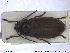  ( - NOCOL1657)  @11 [ ] CreativeCommons - Attribution Share-Alike (2019) NTNU University Museum, Department of Natural History NTNU University Museum, Department of Natural History
