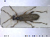  ( - NOCOL1666)  @11 [ ] CreativeCommons - Attribution Share-Alike (2019) NTNU University Museum, Department of Natural History NTNU University Museum, Department of Natural History
