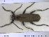  ( - NOCOL1667)  @11 [ ] CreativeCommons - Attribution Share-Alike (2019) NTNU University Museum, Department of Natural History NTNU University Museum, Department of Natural History