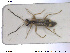  ( - NOCOL1691)  @11 [ ] CreativeCommons - Attribution Share-Alike (2019) NTNU University Museum, Department of Natural History NTNU University Museum, Department of Natural History