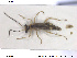  ( - NOCOL1692)  @11 [ ] CreativeCommons - Attribution Share-Alike (2019) NTNU University Museum, Department of Natural History NTNU University Museum, Department of Natural History